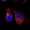 Golgi Membrane Protein 1 antibody, HPA011929, Atlas Antibodies, Immunocytochemistry image 
