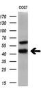 Hydroxysteroid 17-Beta Dehydrogenase 2 antibody, M02506, Boster Biological Technology, Western Blot image 