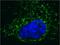 Dihydrolipoamide S-Acetyltransferase antibody, ab110333, Abcam, Immunofluorescence image 