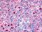Hepatocyte Nuclear Factor 4 Gamma antibody, NLS5160, Novus Biologicals, Immunohistochemistry frozen image 
