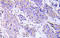 Mitogen-Activated Protein Kinase Kinase 1 antibody, AP21044PU-N, Origene, Immunohistochemistry frozen image 
