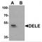 DAP3 Binding Cell Death Enhancer 1 antibody, MBS151106, MyBioSource, Western Blot image 