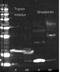 Streptavidin antibody, orb344727, Biorbyt, Western Blot image 