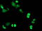 Replication Termination Factor 2 antibody, LS-C340588, Lifespan Biosciences, Immunofluorescence image 
