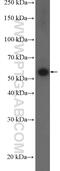 Fizzy And Cell Division Cycle 20 Related 1 antibody, 16368-1-AP, Proteintech Group, Western Blot image 
