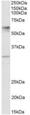 AST antibody, AP32721PU-N, Origene, Western Blot image 