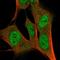 Zinc Finger Protein 3 antibody, HPA057290, Atlas Antibodies, Immunocytochemistry image 