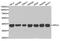 Replication factor C subunit 4 antibody, MBS2528175, MyBioSource, Western Blot image 