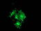 Protein Kinase C Epsilon antibody, TA502437, Origene, Immunofluorescence image 