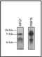 Protein arginine N-methyltransferase 3 antibody, 730020, Invitrogen Antibodies, Immunoprecipitation image 