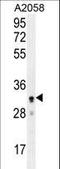 UBX Domain Protein 2A antibody, LS-C160405, Lifespan Biosciences, Western Blot image 
