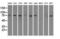 SCY1 Like Pseudokinase 3 antibody, GTX83676, GeneTex, Western Blot image 
