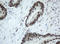 Splicing Factor 3a Subunit 1 antibody, LS-C175400, Lifespan Biosciences, Immunohistochemistry frozen image 
