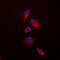TNF Receptor Superfamily Member 11b antibody, LS-C354044, Lifespan Biosciences, Immunofluorescence image 