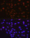 YY1 Transcription Factor antibody, GTX08969, GeneTex, Immunocytochemistry image 