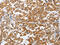 Spermatogenesis Associated 13 antibody, CSB-PA583273, Cusabio, Immunohistochemistry frozen image 