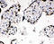 X-Ray Repair Cross Complementing 6 antibody, LS-C312797, Lifespan Biosciences, Immunohistochemistry paraffin image 