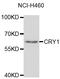 Cryptochrome Circadian Regulator 1 antibody, abx006397, Abbexa, Western Blot image 