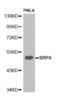 Sushi Repeat Containing Protein X-Linked antibody, abx001129, Abbexa, Western Blot image 