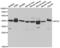 Uroporphyrinogen decarboxylase antibody, abx004210, Abbexa, Western Blot image 