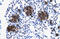 Zinc Finger Protein 182 antibody, 27-874, ProSci, Immunohistochemistry frozen image 