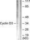 G1/S-specific cyclin-D3 antibody, TA311634, Origene, Western Blot image 
