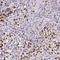 Lysine Demethylase 1A antibody, FNab04508, FineTest, Immunohistochemistry frozen image 