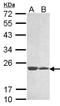 LOC283129 antibody, orb74300, Biorbyt, Western Blot image 
