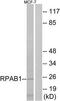 DNA-directed RNA polymerases I, II, and III subunit RPABC1 antibody, TA313081, Origene, Western Blot image 