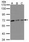 Ro60, Y RNA Binding Protein antibody, GTX102663, GeneTex, Western Blot image 