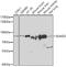 Engulfment And Cell Motility 3 antibody, 22-762, ProSci, Western Blot image 