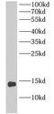 DIO1 antibody, FNab02391, FineTest, Western Blot image 