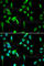 DNA Topoisomerase II Binding Protein 1 antibody, A5781, ABclonal Technology, Immunofluorescence image 