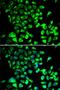 Heterogeneous nuclear ribonucleoprotein M antibody, orb247691, Biorbyt, Immunofluorescence image 