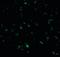 Ring Finger Protein 216 antibody, orb87383, Biorbyt, Immunofluorescence image 