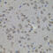 ATF4 antibody, 22-803, ProSci, Immunohistochemistry frozen image 