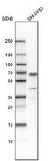 SRY-Box 11 antibody, HPA000536, Atlas Antibodies, Western Blot image 