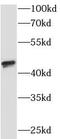 Sulfatase Modifying Factor 1 antibody, FNab08387, FineTest, Western Blot image 
