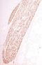 Myelin Protein Zero antibody, GTX85466, GeneTex, Immunohistochemistry paraffin image 