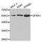 GDNF family receptor alpha-1 antibody, TA332650, Origene, Western Blot image 