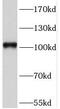 Sortilin 1 antibody, FNab08117, FineTest, Western Blot image 