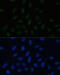 Proline, Glutamate And Leucine Rich Protein 1 antibody, 18-985, ProSci, Immunofluorescence image 