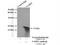 Vesicle Associated Membrane Protein 3 antibody, 10702-1-AP, Proteintech Group, Immunoprecipitation image 