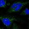 Glucuronic Acid Epimerase antibody, NBP2-31985, Novus Biologicals, Immunocytochemistry image 