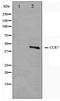 C-C Motif Chemokine Receptor 7 antibody, TA347580, Origene, Western Blot image 