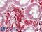 SIK Family Kinase 3 antibody, LS-C289189, Lifespan Biosciences, Immunohistochemistry paraffin image 