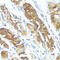 NME/NM23 Nucleoside Diphosphate Kinase 3 antibody, 18-806, ProSci, Immunohistochemistry paraffin image 