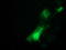 Integrin-alpha FG-GAP repeat-containing protein 2 antibody, LS-C173033, Lifespan Biosciences, Immunofluorescence image 