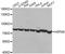 Heat Shock Protein Family A (Hsp70) Member 8 antibody, A14001, ABclonal Technology, Western Blot image 