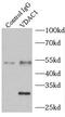 hVDAC1 antibody, FNab09384, FineTest, Immunoprecipitation image 